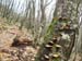 2012-12-08 Monte Forte (Fammera) 0016