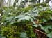 2012-12-08 Monte Forte (Fammera) 0129