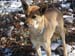 2013-02-10 Monte Scalambra 0021