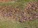 2013-04-13 Monte Calvo 0003