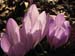 2013-04-13 Monte Calvo 0008