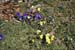 2013-04-13 Monte Calvo 0035