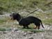 2013-07-06-Monte-Vettore-008