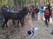 2015-11-28 Macchia Grande di Manziana e la Caldara 0590