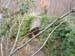 2016-02-20 Monte Cervia 0042