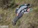 2016-02-20 Monte Cervia 0456