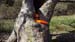 2016-03-12 Anello Monte Gennaro 0153