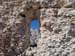 2016-03-20 Anello Rocca Calascio 0883