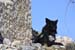 2016-03-20 Anello Rocca Calascio 1217