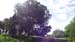 2016-04-16 Parco della Caffarella 0307