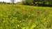 2016-04-16 Parco della Caffarella 0360