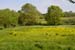 2016-04-16 Parco della Caffarella 0437