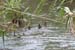2016-04-16 Parco della Caffarella 0642