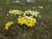 2016-05-07 Monte Cava 0059