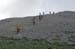 2016-07-02 Monte Rozza, Sevice, Costognillo 0435
