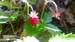 2016-07-23 Monte Cotento da Filettino 00123
