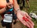 2016-07-23 Monte Cotento da Filettino 00184