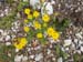 2016-07-23 Monte Cotento da Filettino 00478