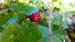 2016-08-13 Monte Viglio 0049