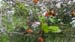 2016-09-10 Tentativo Monte Circeo 00164
