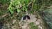 2017-09-23 Picco Italia Monte Bicchero 000106