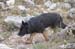 2017-09-23 Picco Italia Monte Bicchero 000211