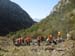 2017-09-23 Picco Italia Monte Bicchero 000291