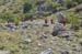 2017-09-23 Picco Italia Monte Bicchero 000403