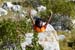 2017-09-23 Picco Italia Monte Bicchero 000447