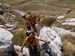 2017-09-23 Picco Italia Monte Bicchero 000642