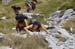 2017-09-23 Picco Italia Monte Bicchero 000704