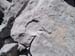 2017-09-23 Picco Italia Monte Bicchero 000728