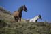 2017-09-23 Picco Italia Monte Bicchero 000842