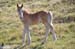 2017-09-23 Picco Italia Monte Bicchero 001277