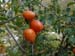 2017-09-23 Picco Italia Monte Bicchero 001435
