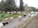 2017-12-09 Lungo la via Appia Antica 00129