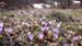 2018-04-07 Pizzo Marcello 00515