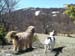 2018-04-07 Pizzo Marcello 00623