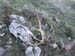2018-04-07 Pizzo Marcello 01074