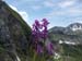 2018-06-02 Monte Elefante Monte Valloni da Micigliano 0596