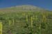 2018-07-15 Monte S. Nicola, Di Canale, La Castellina, Sirente da Vado Castello 00090