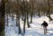 il bosco e il generale